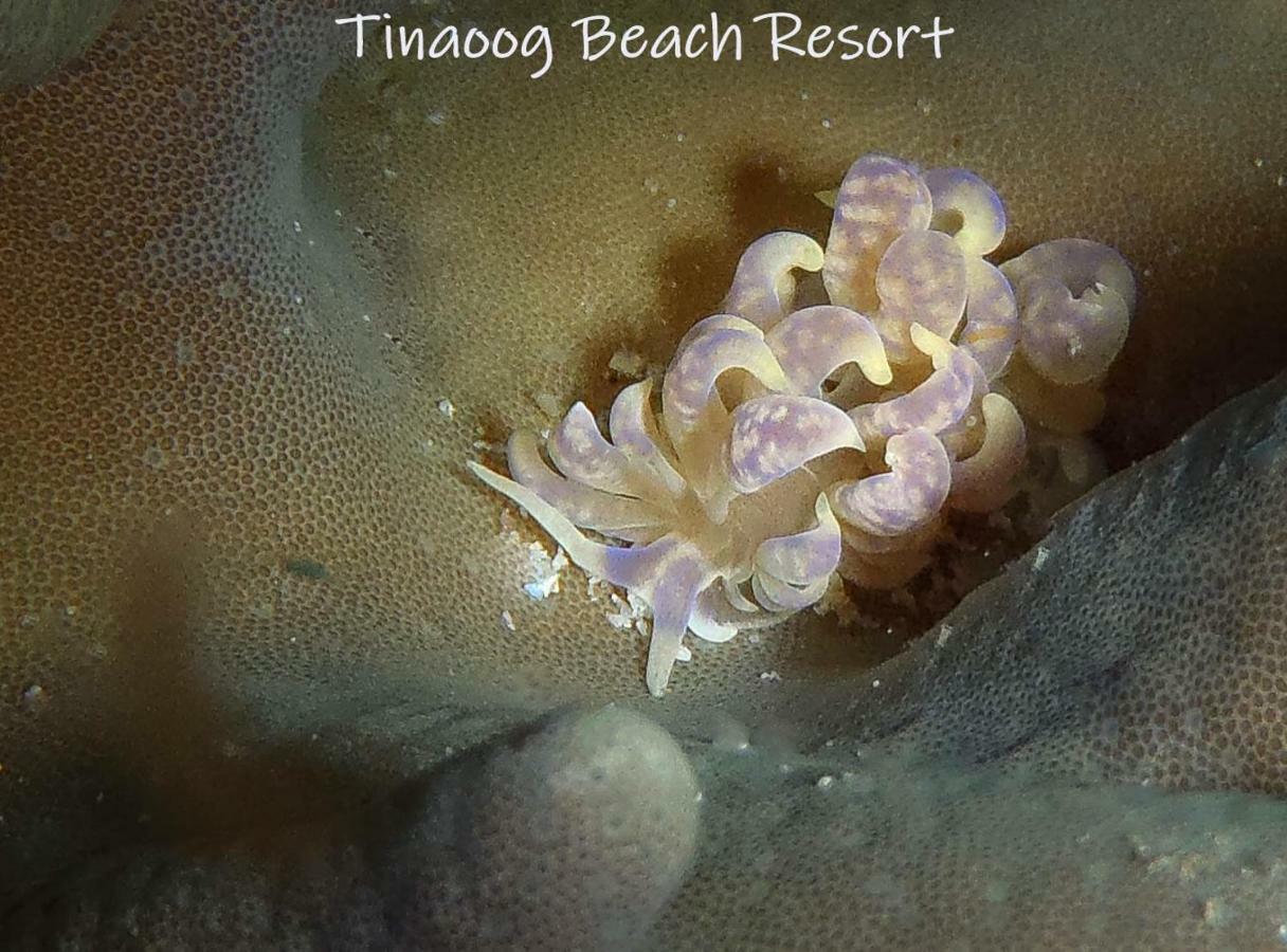 Tinaoog Beach Resort Alad ภายนอก รูปภาพ